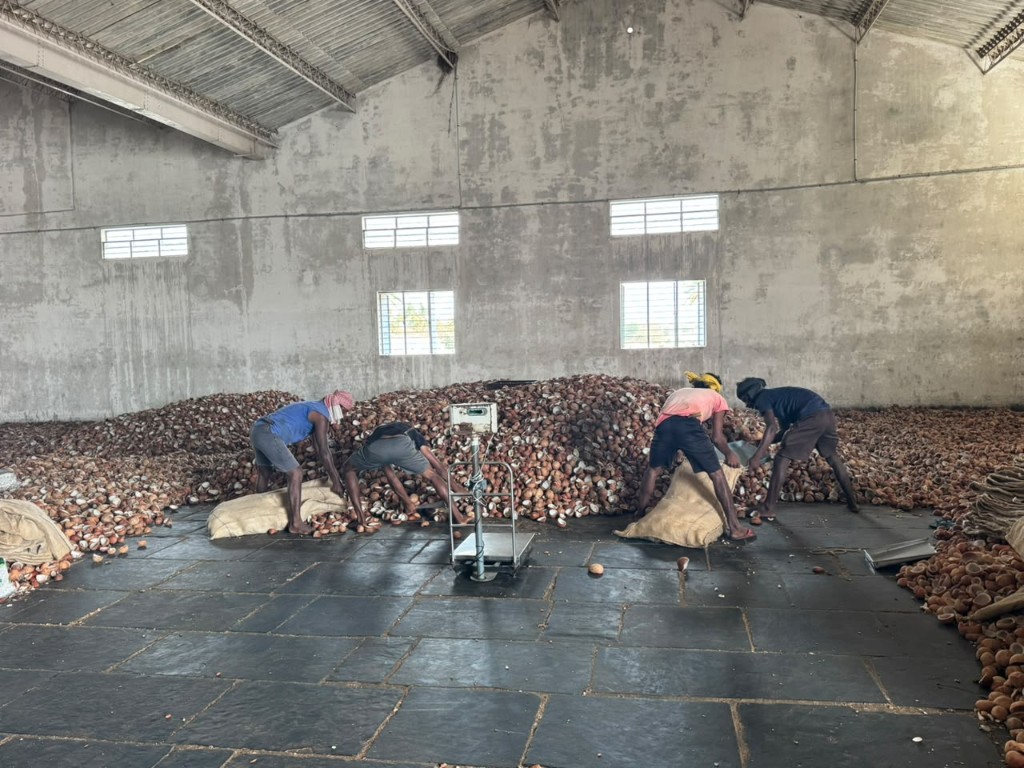 Workers sorting and bagging copra at PKB Oil Mills