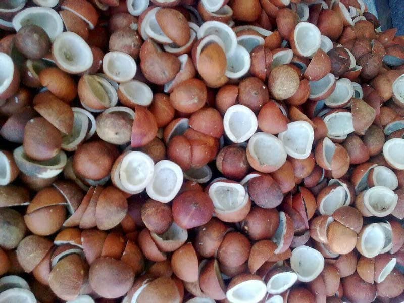 Coconut copra